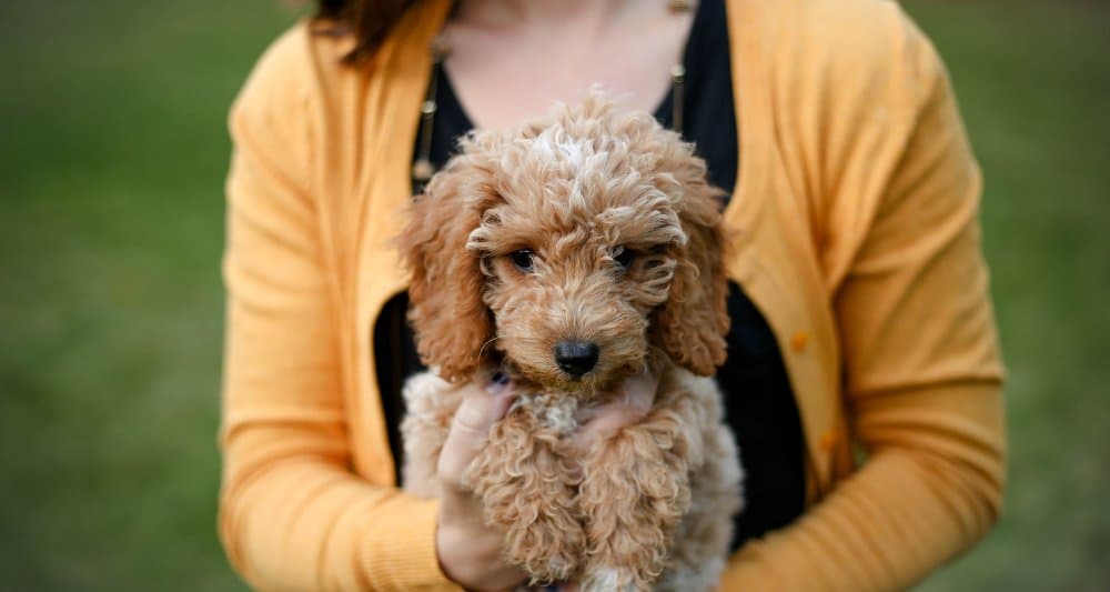 Foto ilustrativa do artigo: Cachorro engasgado: o que fazer, causas (e como evitar)
