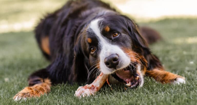 Foto ilustrativa do artigo: Osso para cachorro: faz mal? (e cuidados importantes)