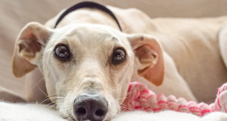 Foto ilustrativa do artigo: Cadela no cio: quando começa, sintomas e quando tempo dura