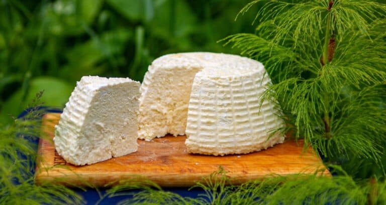 Foto ilustrativa do artigo: Cachorro pode comer queijo? Tipos permitidos (e como dar)