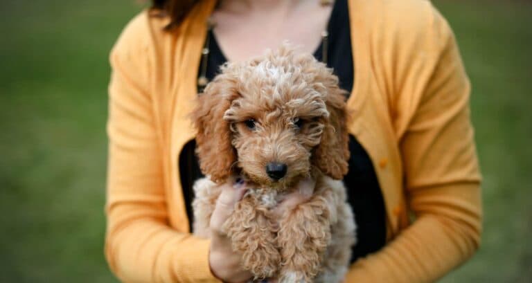 Foto ilustrativa do artigo: Cachorro engasgado: o que fazer, causas (e como evitar)