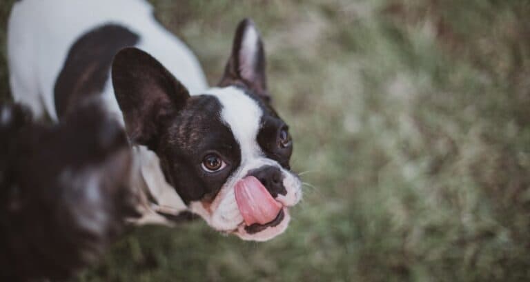Foto ilustrativa do artigo: Cachorro lambendo o chão: o que significa (e o que fazer)