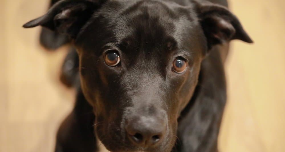 Foto ilustrativa do artigo: Tosse dos canis: sintomas, como se pega e tratamento