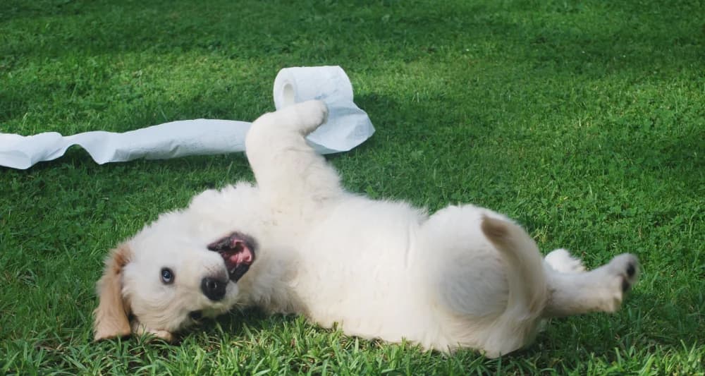 Foto ilustrativa do artigo: 5 remédios caseiros (e naturais!) para cachorro defecar