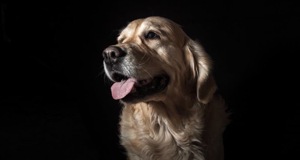 Foto ilustrativa do artigo: Cachorro consegue enxergar no escuro?