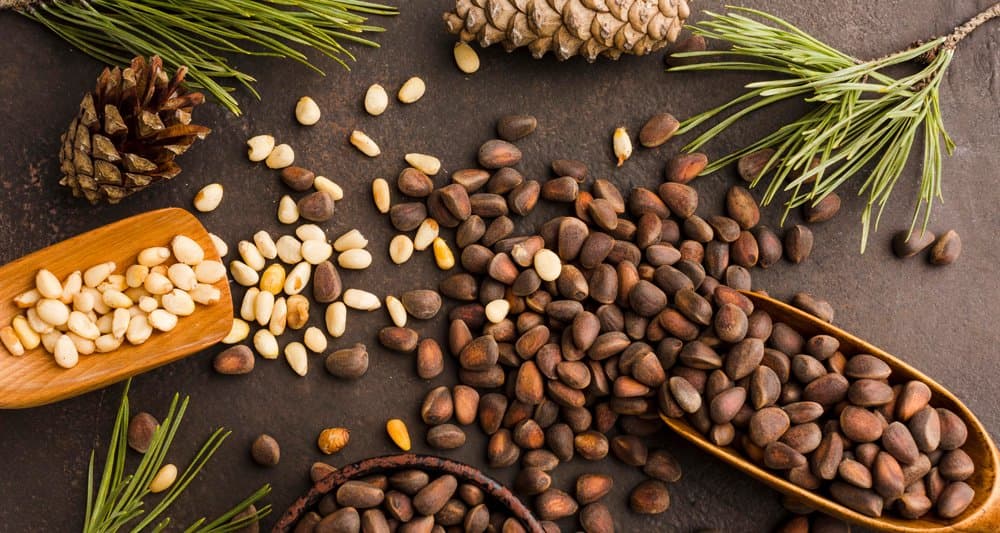 Foto ilustrativa do artigo: Cachorro pode comer pinhão? (cru ou cozido?)