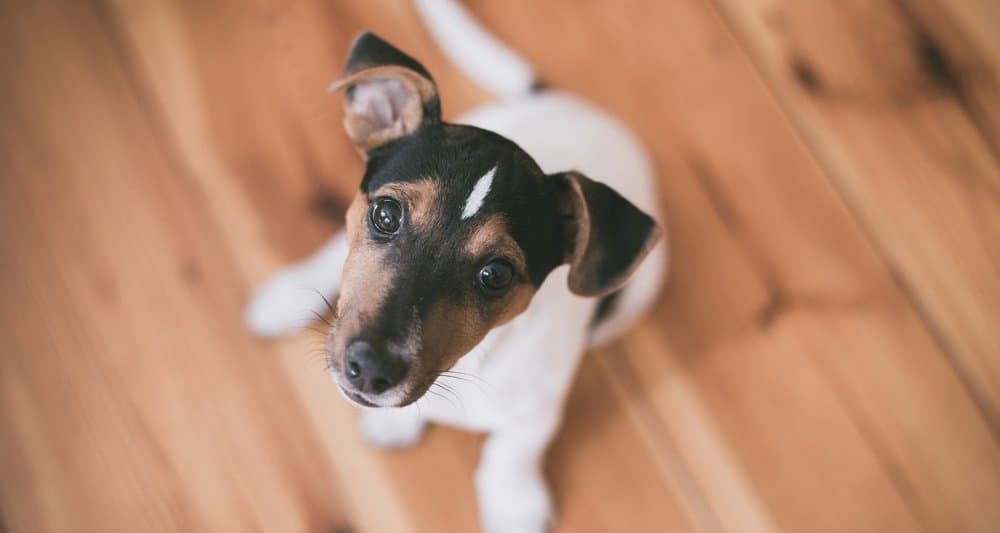 Foto ilustrativa do artigo: Cachorro com soluço: é grave? 5 causas (e o que fazer)