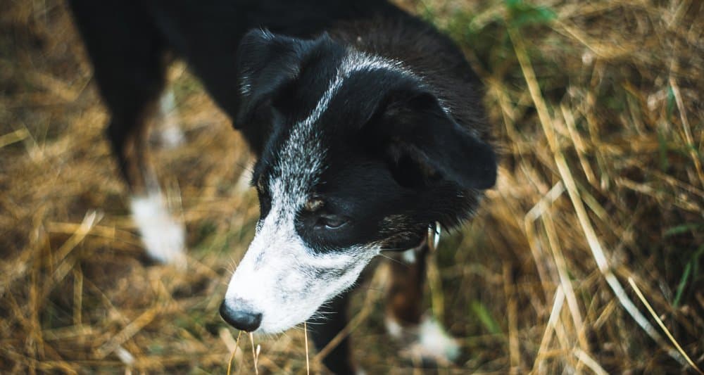 Foto ilustrativa do artigo: Erliquiose canina: o que é, sintomas e tratamento
