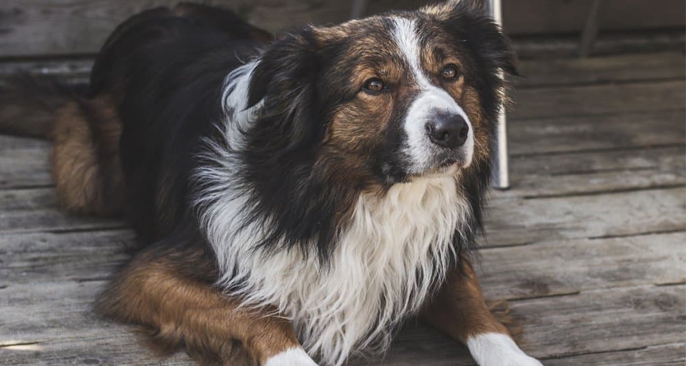 Foto ilustrativa do artigo: Traqueobronquite canina: o que é, sintomas e tratamento