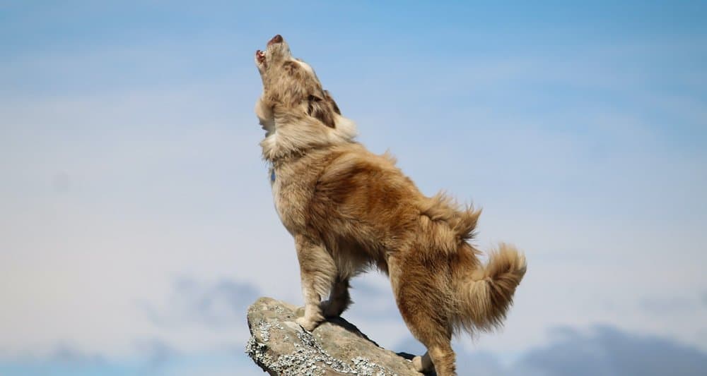 Foto ilustrativa do artigo: Cachorro uivando: 5 principais causas (e o que fazer)