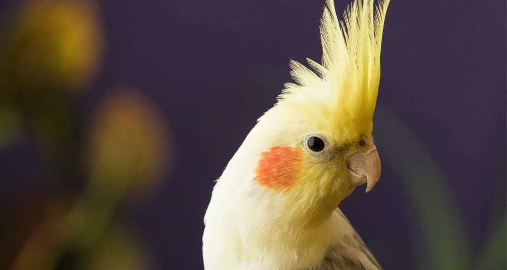 Foto ilustrativa do artigo: Calopsita macho ou fêmea: 6 formas simples de diferenciar