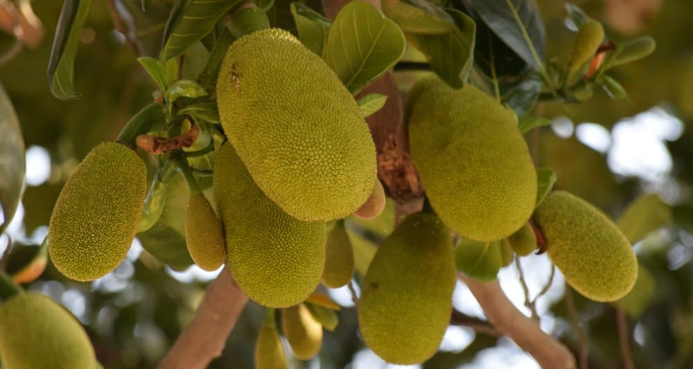 Foto ilustrativa do artigo: Cachorro pode comer jaca? e o caroço ou a casca?