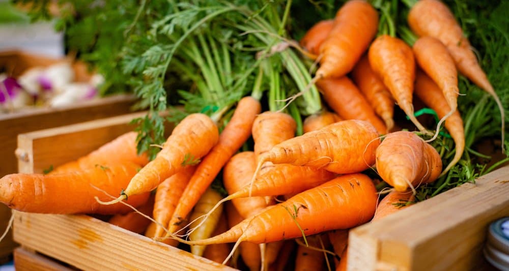 Foto ilustrativa do artigo: Cachorro pode comer cenoura? crua ou cozida?