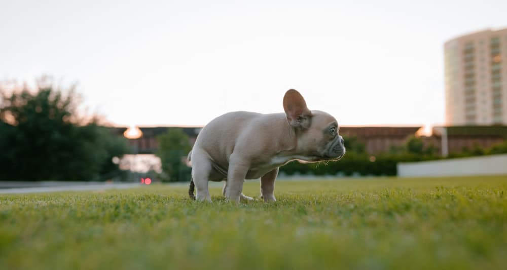 Foto ilustrativa do artigo: Cachorro com diarreia: 9 causas (e o que fazer)