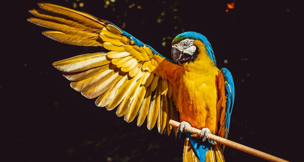 Foto ilustrativa do artigo: Quantos anos vive um papagaio: expectativa de vida e cuidados