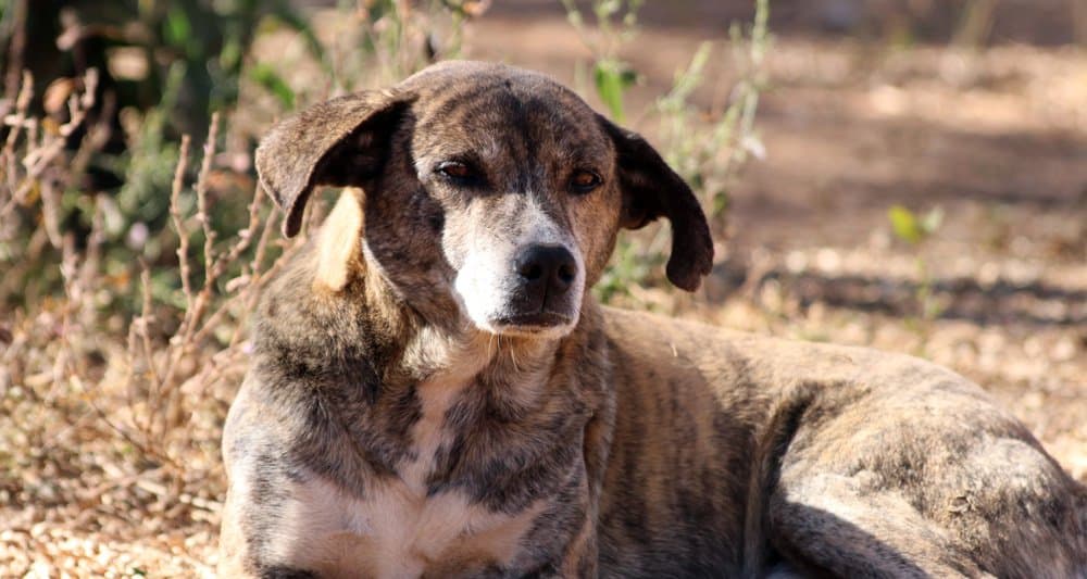 Foto ilustrativa do artigo: Sarna em cachorro: o que é, sintomas, causas e tratamento
