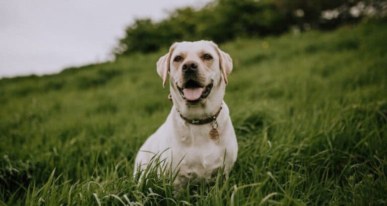 Foto ilustrativa do artigo: Como saber se a cachorra está grávida: sinais e o que fazer