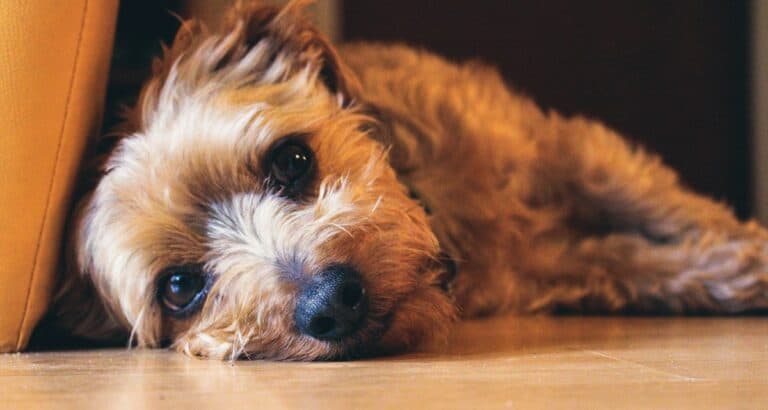 Foto ilustrativa do artigo: Cachorro não quer comer: 7 causas (e o que fazer)