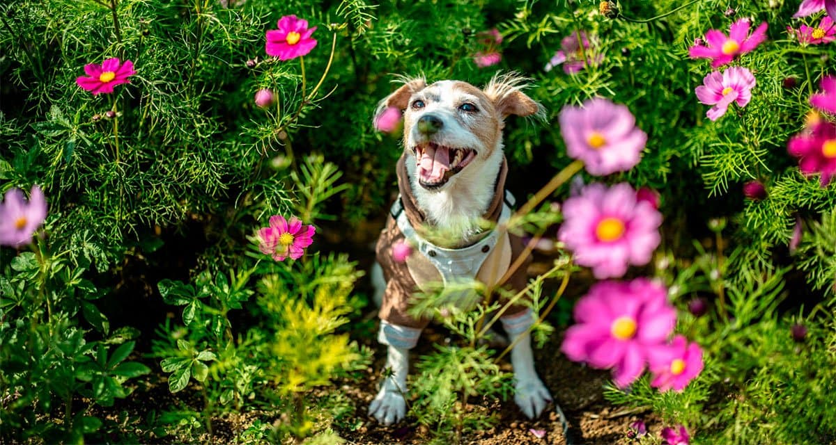 Foto ilustrativa do artigo: Nomes para cachorra: 200 ideias criativas para fêmeas