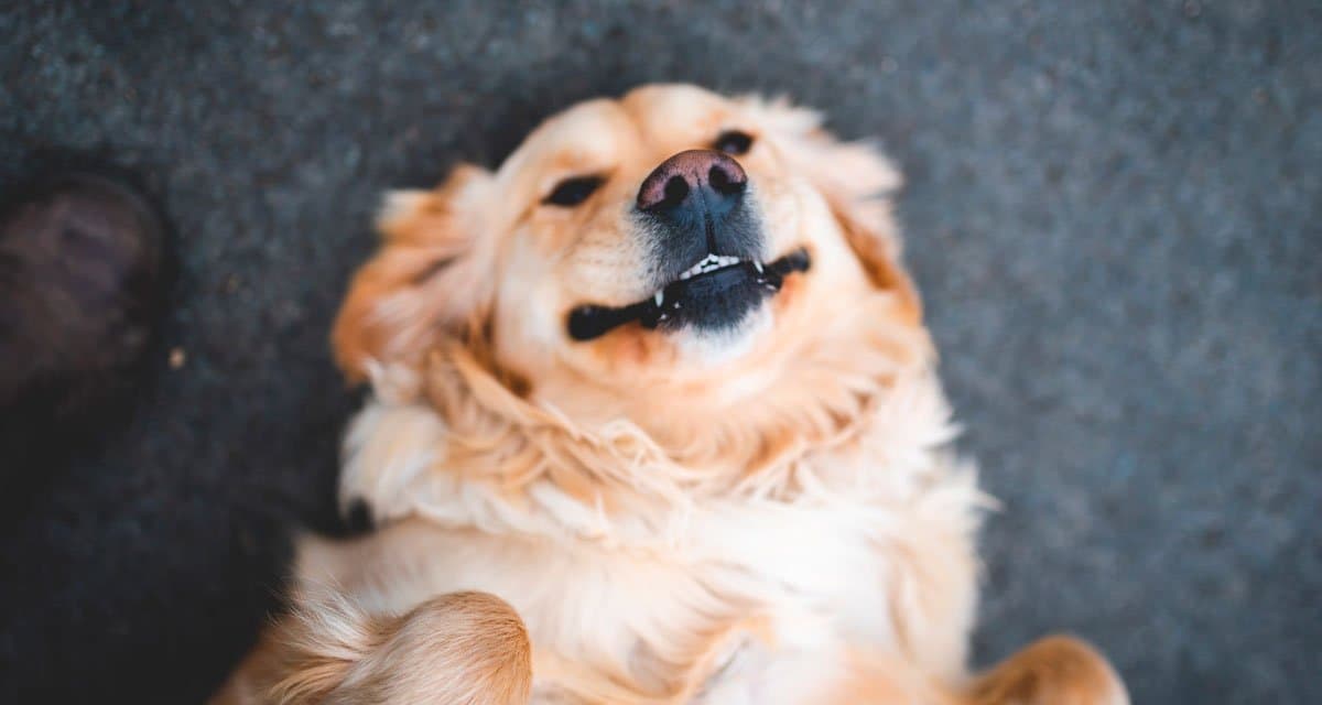 Foto ilustrativa do artigo: Nomes criativos para cachorro: 200 ideias para machos