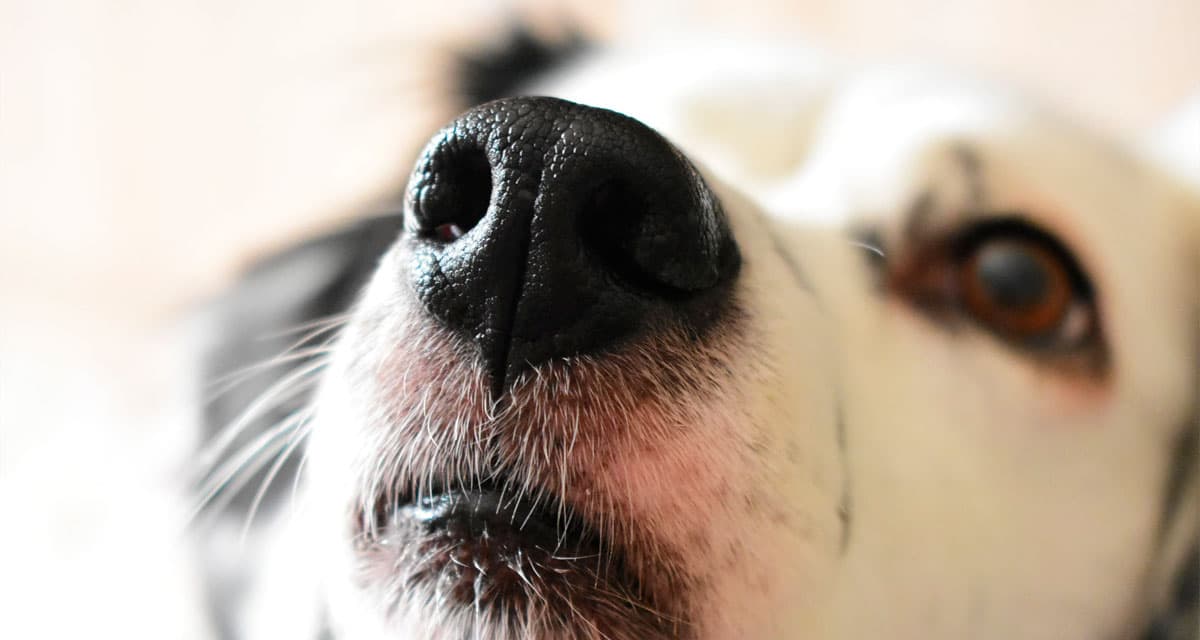 Foto ilustrativa do artigo: Cachorro pode comer tapioca? (benefícios e como dar)