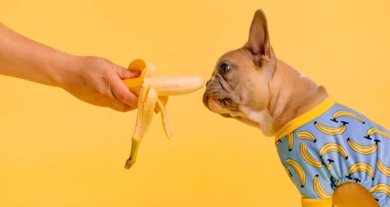Foto ilustrativa do artigo: 16 frutas que o cachorro pode comer (e quais evitar)