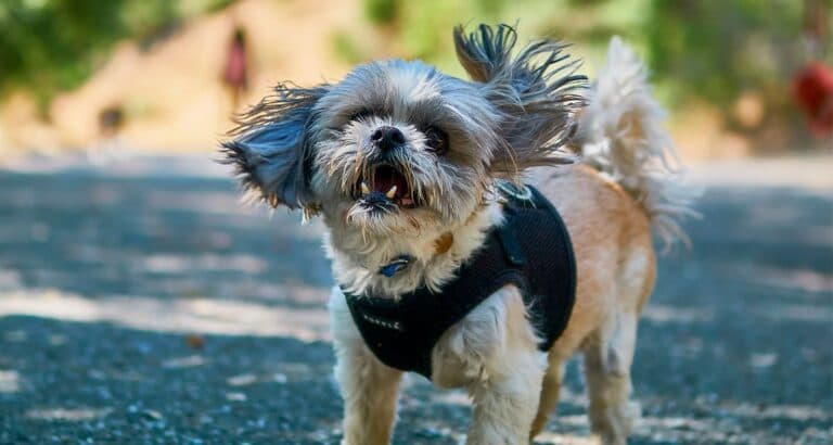 Foto ilustrativa do artigo: Cachorro tremendo: o que pode ser (e o que fazer)