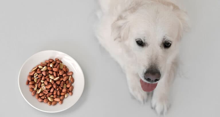 Foto ilustrativa do artigo: Cachorro pode comer amendoim? (ou faz mal?)