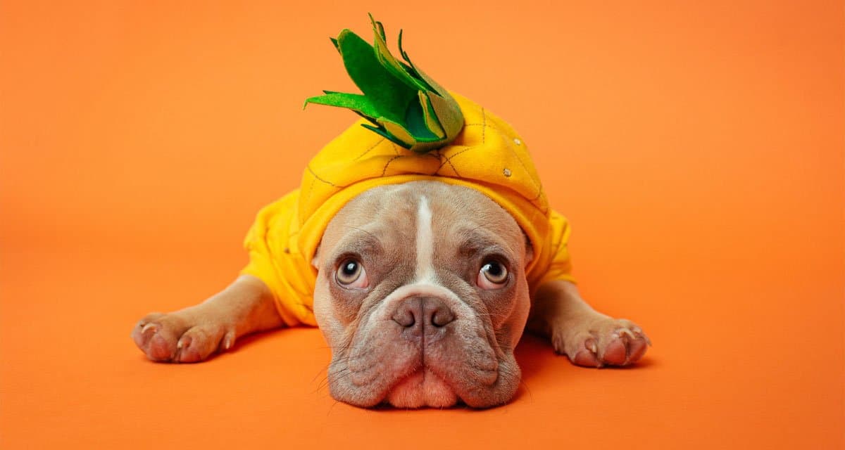 Foto ilustrativa do artigo: Cachorro pode comer abacaxi? ou faz mal?