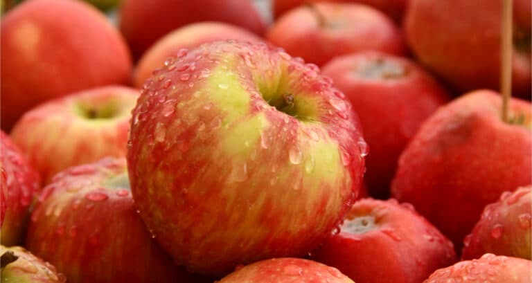 Foto ilustrativa do artigo: Cachorro pode comer maçã? verde? (e a casca?)