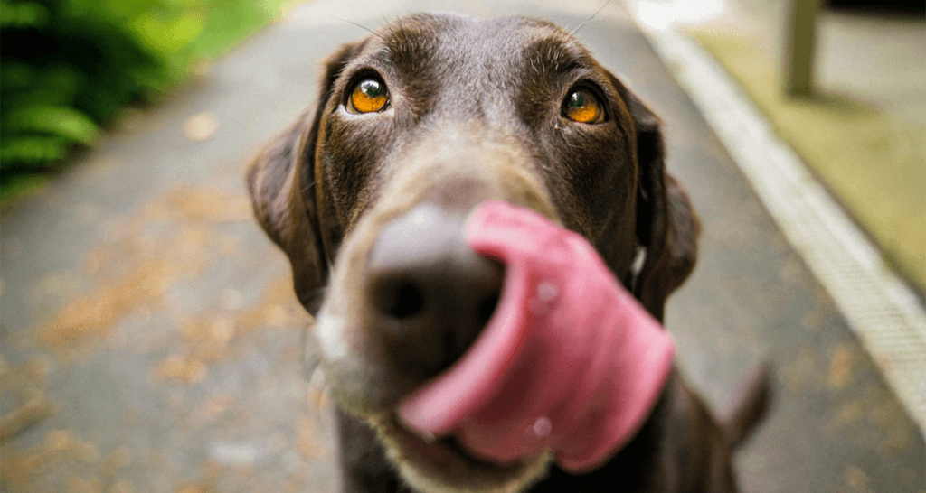 Foto ilustrativa do artigo: Cachorro pode comer mandioca? (cozida ou crua?)