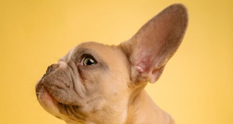 Foto ilustrativa do artigo: Otite canina: o que é, sintomas, causas, remédios e tratamento