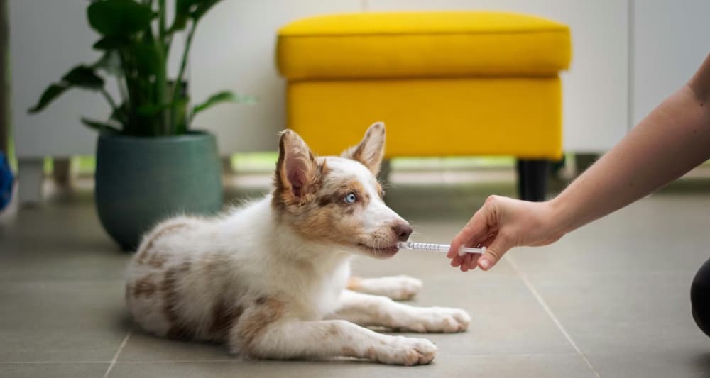 Foto ilustrativa do artigo: Dipirona para cachorro: dosagem, cuidados e efeitos colaterais