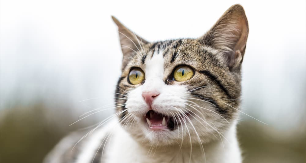 Foto ilustrativa do artigo: Gato chorando: 6 causas e o que fazer