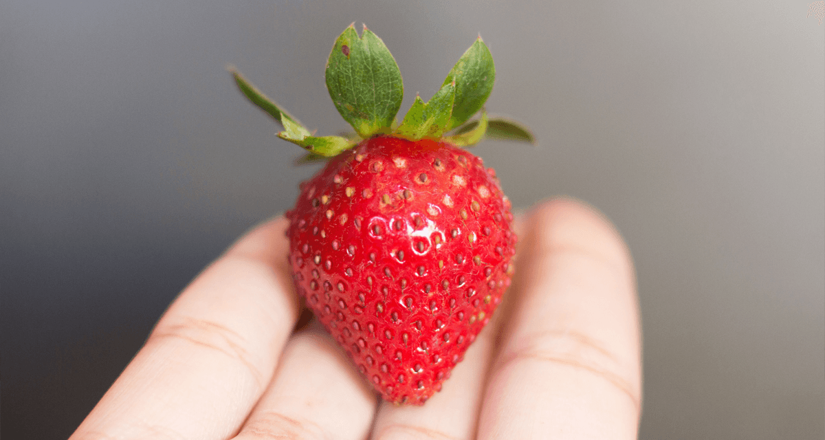 Foto ilustrativa do artigo: Cachorro pode comer morango? e iogurte de morango?