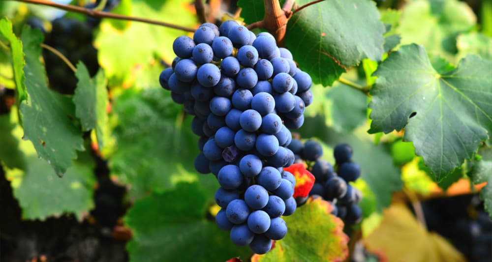 Foto ilustrativa do artigo: Cachorro pode comer uva? e uva passa?