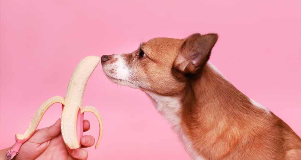 Foto ilustrativa do artigo: Cachorro pode comer banana? e a casca?