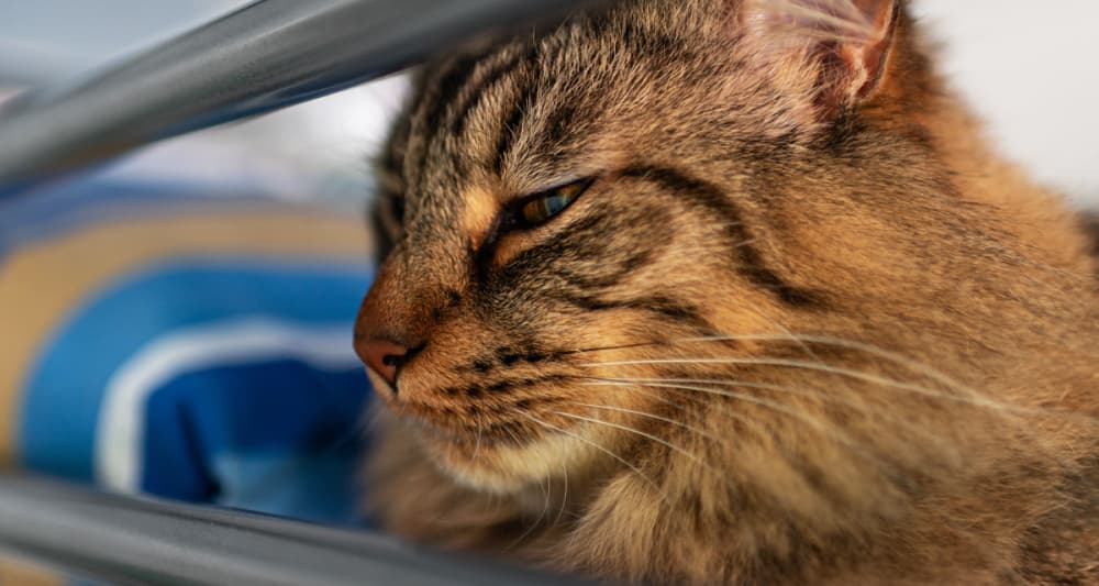 Foto ilustrativa do artigo: Clamidiose felina: o que é, sintomas, contágio e tratamento