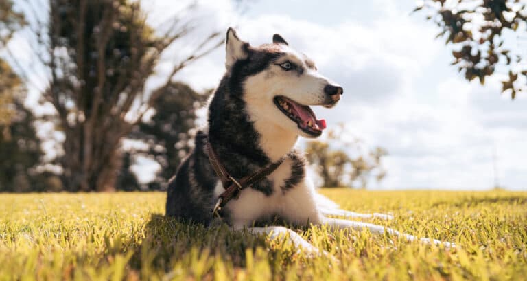 Foto ilustrativa do artigo: Husky siberiano: personalidade e características da raça