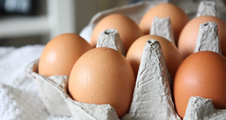Foto ilustrativa do artigo: Cachorro pode comer ovo? (cozido, cru ou frito?)