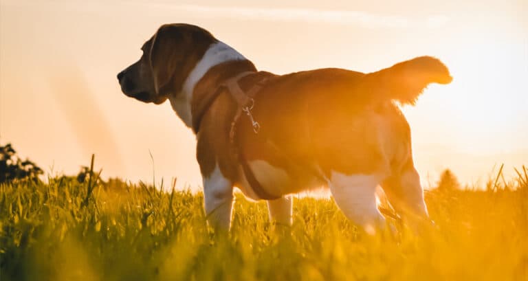 Foto ilustrativa do artigo: Boerboel: personalidade e características da raça