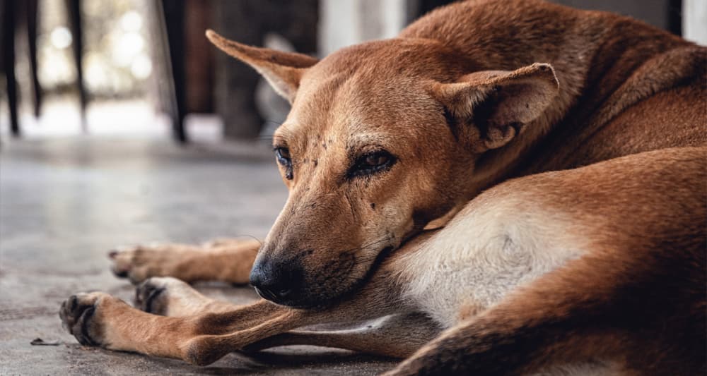 Foto ilustrativa do artigo: Giárdia canina: o que é, sintomas, vacina e tratamento