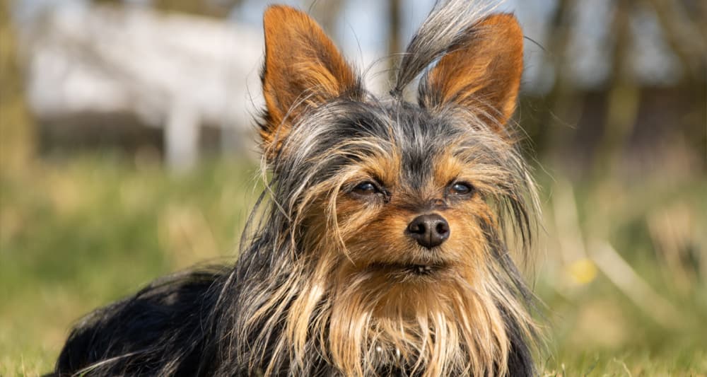 Foto ilustrativa do artigo: Yorkshire terrier: personalidade e características da raça