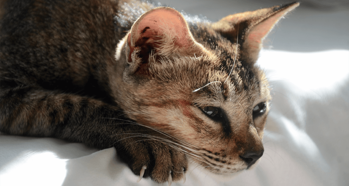 Foto ilustrativa do artigo: Esporotricose: o que é, sintomas e tratamento