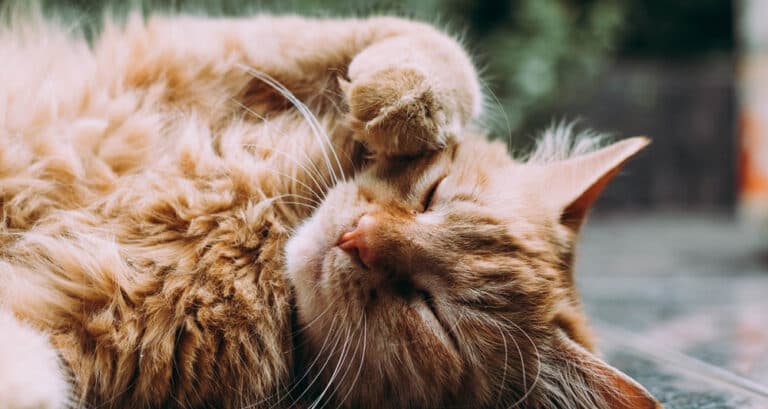 Foto ilustrativa do artigo: Quantos anos vive um gato? (e como ter uma vida mais longa)