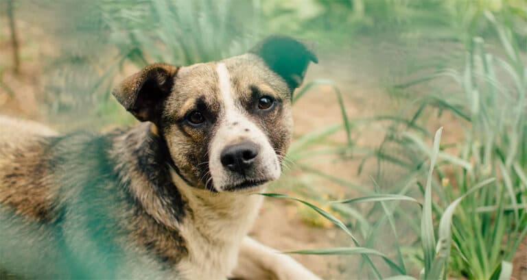Foto ilustrativa do artigo: Leishmaniose canina: o que é, sintomas e tratamento