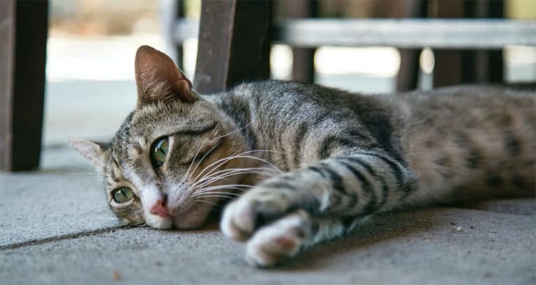 Foto ilustrativa do artigo: FeLV: o que é, sintomas, causas e tratamento