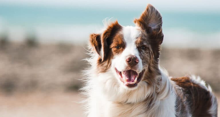 Foto ilustrativa do artigo: Cinomose: o que é, sintomas, causas e cura