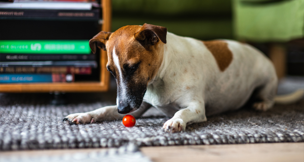 Cachorro pode comer tomate? ou faz mal?