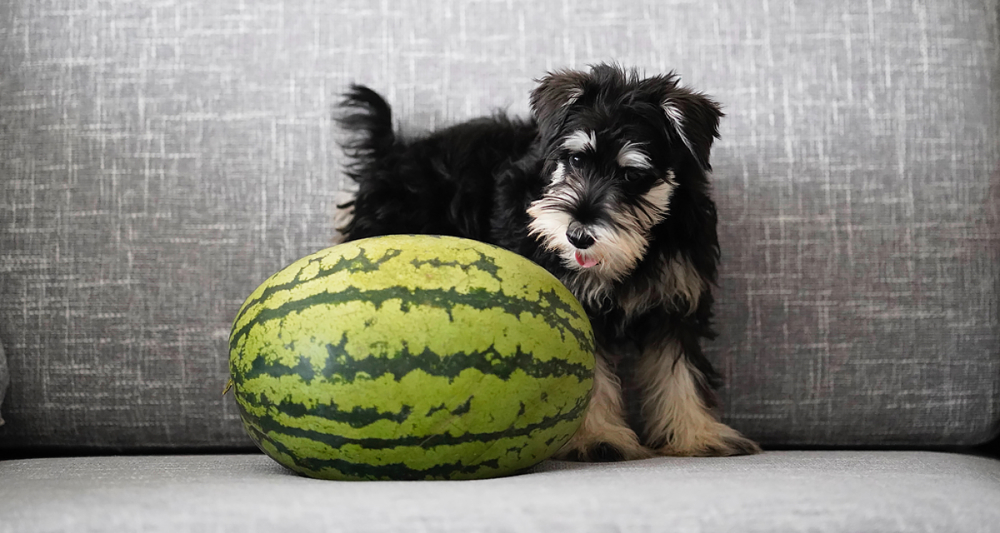 Cachorro pode comer melancia? e a casca?